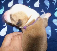 MALE...purple, a male Pembroke Welsh Corgi for sale in Zanesville, OH – 4 of 5