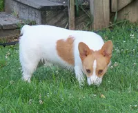 Rusty...triple clear, a male Pembroke Welsh Corgi for sale in Zanesville, OH – 2 of 6