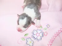 Denim....Bluie, a female Pembroke Welsh Corgi for sale in Zanesville, OH – 2 of 5