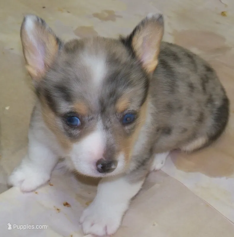 SKY    Blue merle – Pembroke Welsh Corgi puppy on hold in Zanesville, OH