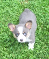 Slate   (Bluie), a male Pembroke Welsh Corgi for sale in Zanesville, OH – 2 of 9