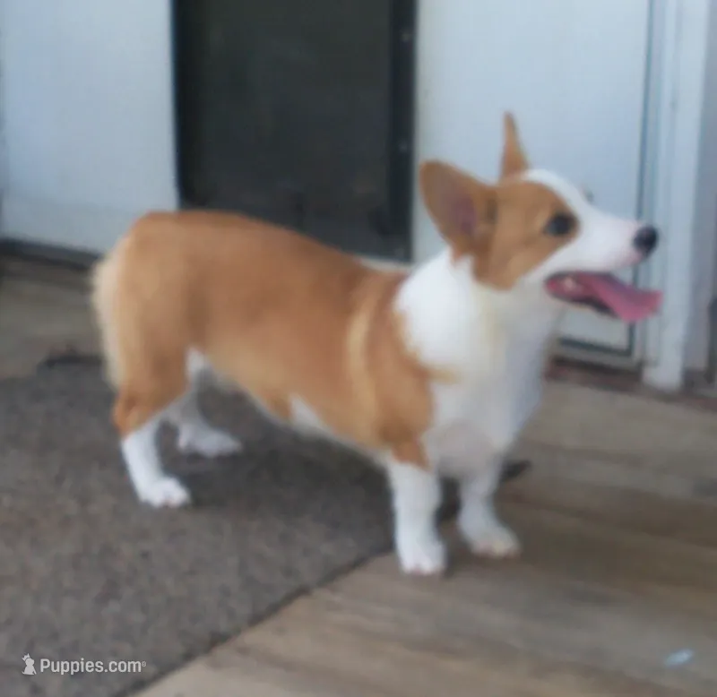 Sarah Jane – Pembroke Welsh Corgi puppy for sale in Zanesville, OH