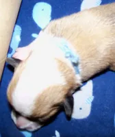 MALE..blue, a male Pembroke Welsh Corgi for sale in Zanesville, OH – 3 of 6