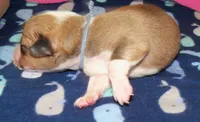 MALE..blue, a male Pembroke Welsh Corgi for sale in Zanesville, OH – 2 of 6