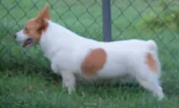 Rusty...triple clear, a male Pembroke Welsh Corgi for sale in Zanesville, OH – 3 of 6