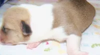 FEMALE...dotty, a female Pembroke Welsh Corgi for sale in Zanesville, OH – 4 of 5