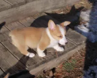 Grover  #2....Genetic tested, a male Pembroke Welsh Corgi for sale in Zanesville, OH – Photo 1 of 8