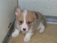 Grover  #2....Genetic tested, a male Pembroke Welsh Corgi for sale in Zanesville, OH – Photo 4 of 8
