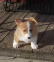 Grover  #2....Genetic tested, a male Pembroke Welsh Corgi for sale in Zanesville, OH – Photo 6 of 8
