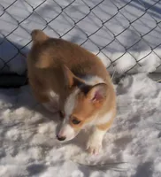 Grover  #2....Genetic tested, a male Pembroke Welsh Corgi for sale in Zanesville, OH – Photo 2 of 8