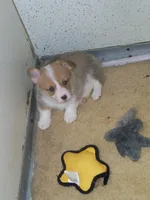 Grover  #2....Genetic tested, a male Pembroke Welsh Corgi for sale in Zanesville, OH – Photo 5 of 8