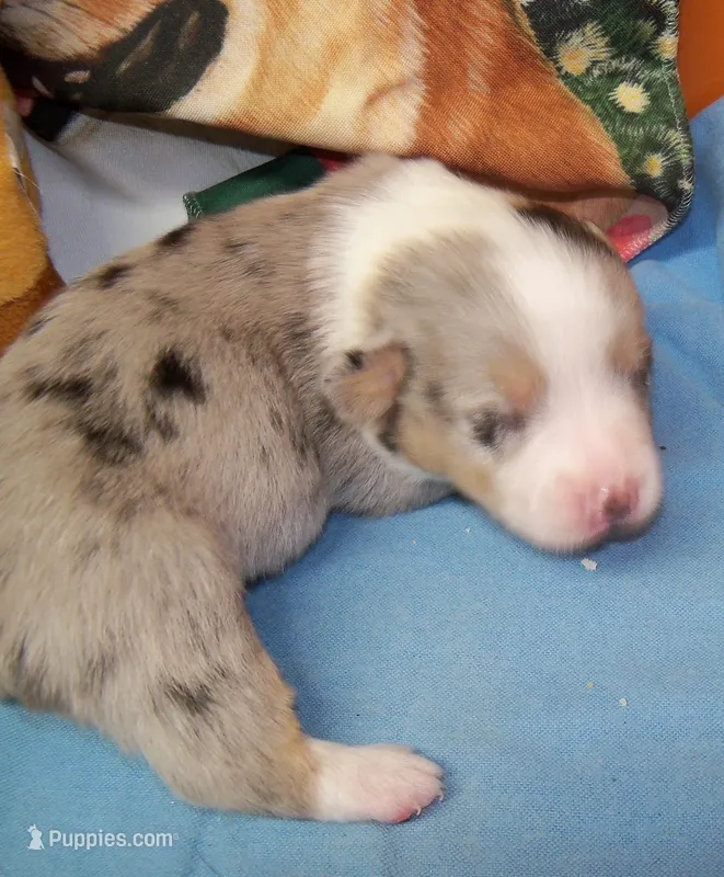 Cobalt    blue merle – Pembroke Welsh Corgi puppy on hold in Zanesville, OH