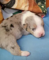 Cobalt    blue merle, a male Pembroke Welsh Corgi for sale in Zanesville, OH – 2 of 10