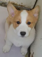 Rosco P. Coaltrain, a male Pembroke Welsh Corgi for sale in Zanesville, OH – Photo 5 of 7