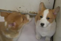 Rosco P. Coaltrain, a male Pembroke Welsh Corgi for sale in Zanesville, OH – Photo 2 of 7