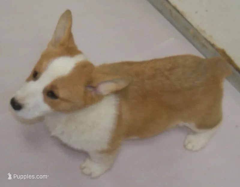 Rosco P. Coaltrain – Pembroke Welsh Corgi puppy for sale in Zanesville, OH
