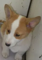 Rosco P. Coaltrain, a male Pembroke Welsh Corgi for sale in Zanesville, OH – Photo 3 of 7