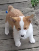 Rosco P. Coaltrain, a male Pembroke Welsh Corgi for sale in Zanesville, OH – Photo 6 of 7