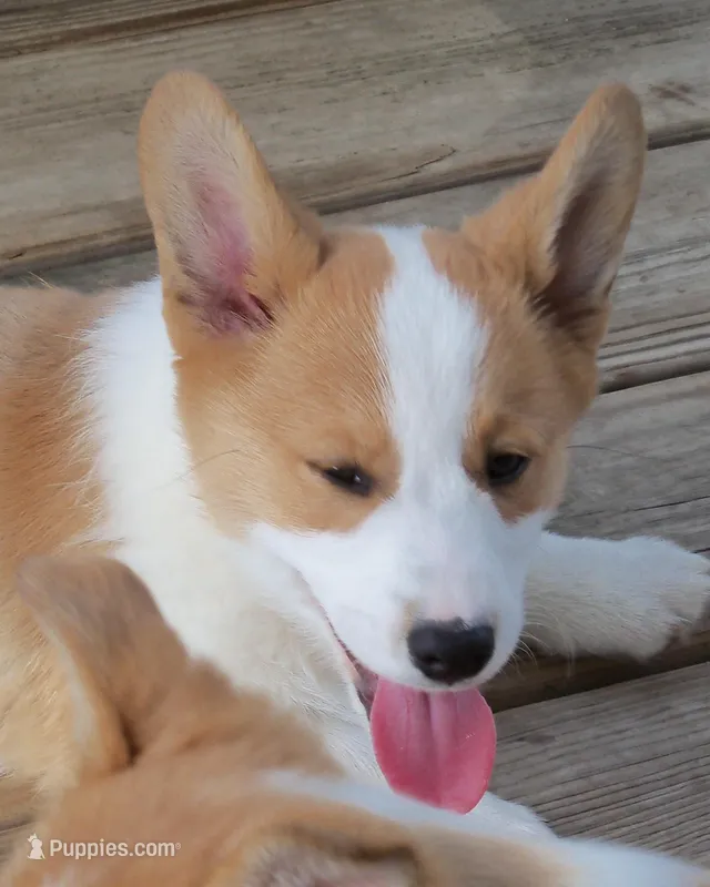 Rosco P. Coaltrain – Pembroke Welsh Corgi puppy for sale in Zanesville, OH