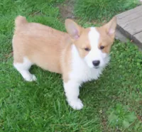 Rosco P. Coaltrain, a male Pembroke Welsh Corgi for sale in Zanesville, OH – Photo 7 of 7