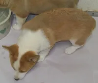 Rosco P. Coaltrain, a male Pembroke Welsh Corgi for sale in Zanesville, OH – Photo 4 of 7