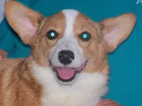 SADIE, a female Pembroke Welsh Corgi for sale in Zanesville, OH – 5 of 8