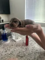 Suki, a female Miniature Dachshund for sale in Roseville, CA – 2 of 3