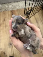 Suki, a female Miniature Dachshund for sale in Roseville, CA – 3 of 3