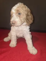 Spot, a male Goldendoodle for sale in Fresno, CA – 1 of 4