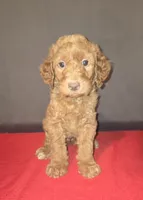 Benjamin, a male Goldendoodle for sale in Fresno, CA – 2 of 2