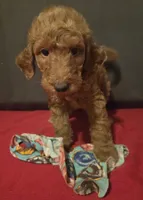 Bryce, a male Goldendoodle for sale in Fresno, CA – 2 of 4