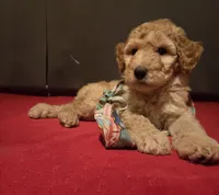 Betsy, a female Goldendoodle for sale in Fresno, CA – 2 of 4