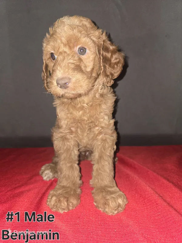 Benjamin – Goldendoodle puppy for sale in Fresno, CA