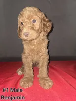 Benjamin, a male Goldendoodle for sale in Fresno, CA – 1 of 2