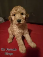 Bingo, a female Goldendoodle for sale in Fresno, CA – 4 of 4