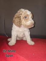 Spot, a male Goldendoodle for sale in Fresno, CA – 3 of 4