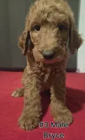 Bryce, a male Goldendoodle for sale in Fresno, CA – 4 of 4