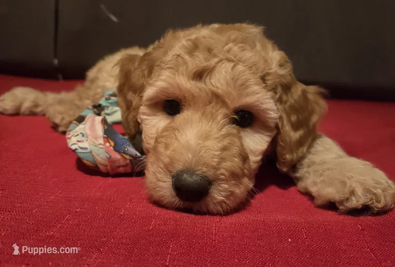 Bingo – Goldendoodle puppy for sale in Fresno, CA