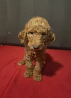 Bryce, a male Goldendoodle for sale in Fresno, CA – 3 of 4