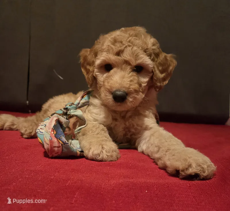 Betsy – Goldendoodle puppy for sale in Fresno, CA