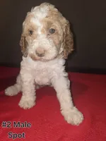 Spot, a male Goldendoodle for sale in Fresno, CA – 2 of 4