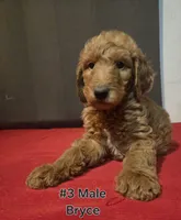 Bryce, a male Goldendoodle for sale in Fresno, CA – 1 of 4