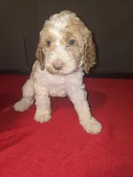 Spot, a male Goldendoodle for sale in Fresno, CA – 4 of 4