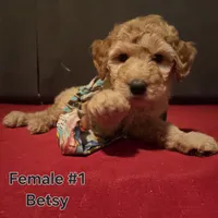 Betsy, a female Goldendoodle for sale in Fresno, CA – 4 of 4