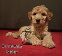 Betsy, a female Goldendoodle for sale in Fresno, CA – 3 of 4