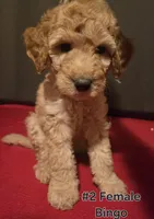 Bingo, a female Goldendoodle for sale in Fresno, CA – 3 of 4