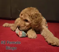 Bingo, a female Goldendoodle for sale in Fresno, CA – 2 of 4