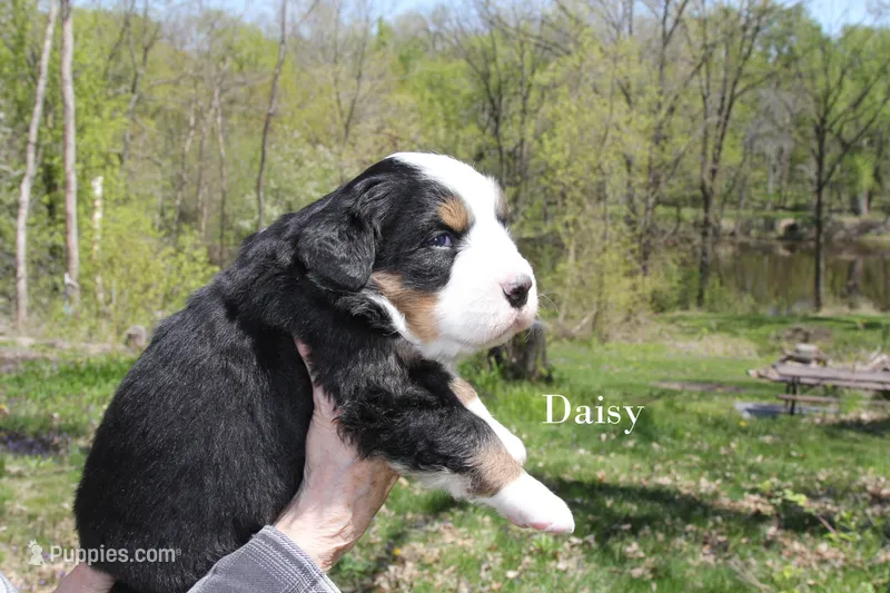 Daisy – Bernese Mountain Dog puppy for sale in Blaine, MN