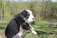 Daisy, a female Bernese Mountain Dog for sale in Blaine, MN – 1 of 3