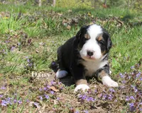 Daisy, a female Bernese Mountain Dog for sale in Blaine, MN – 2 of 3